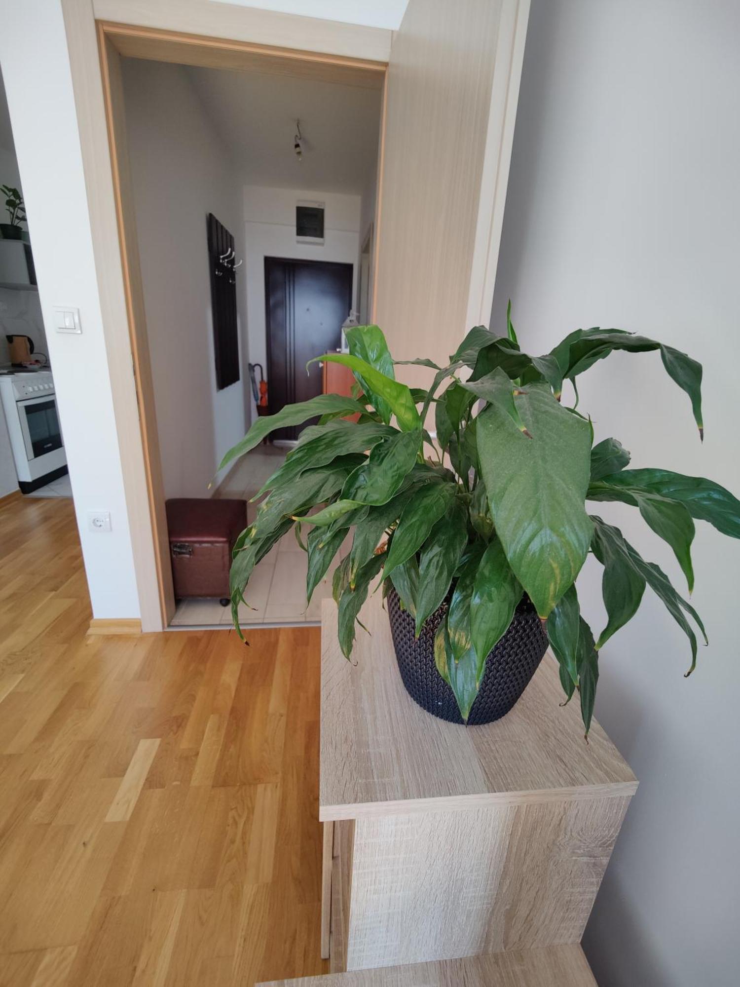 Ni Apartman Aleksic מראה חיצוני תמונה